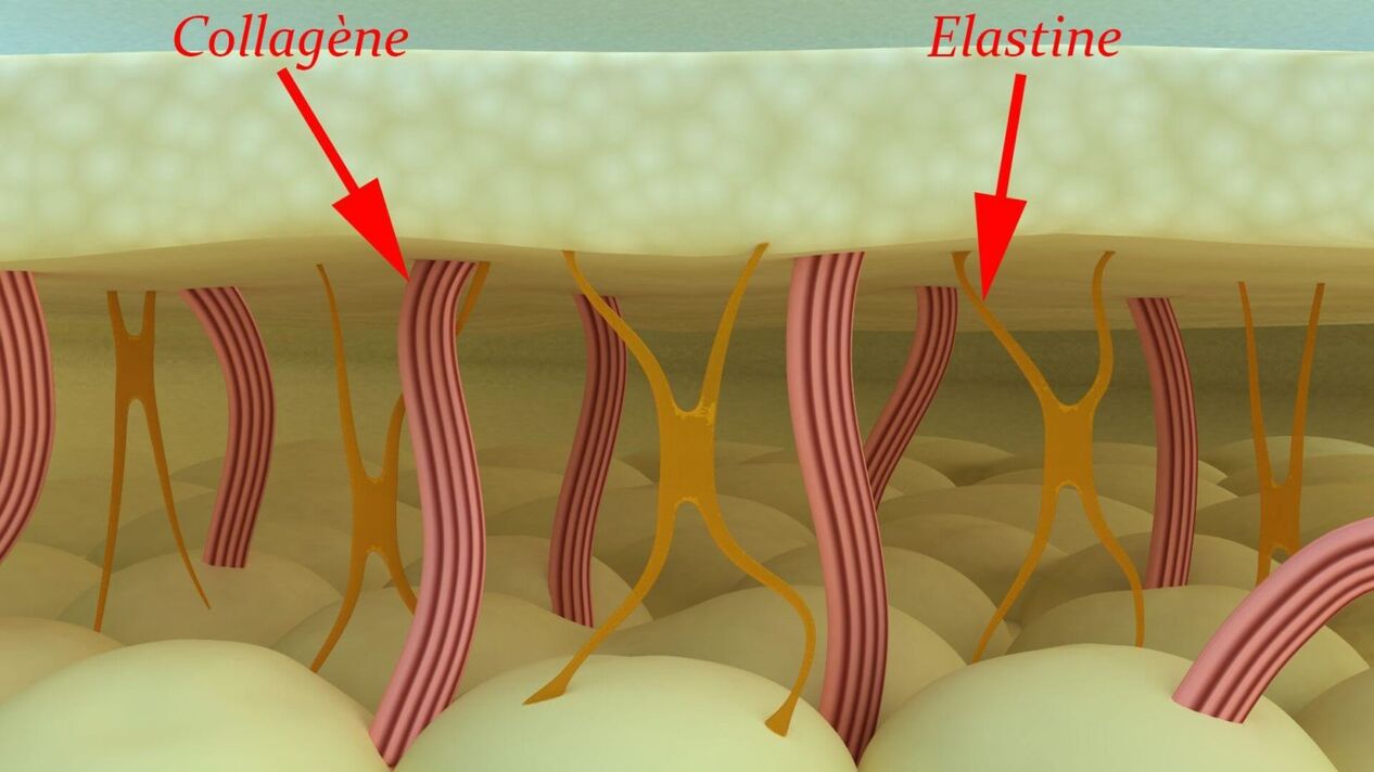 Kolagen a elastin - strukturální proteiny kůže